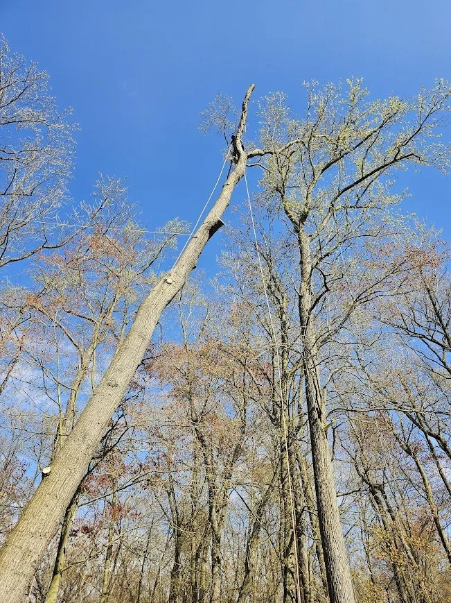 Custom yard cleanup service for year-round maintenance across Marydel, MD - Luis Jacobo Landscaping & Tree Removal