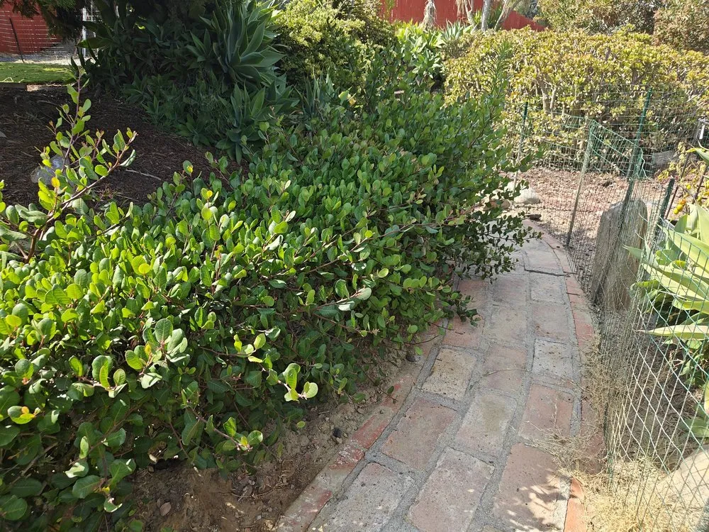 Custom yard maintenance in San Diego, CA by Luis Junk Removal and Landscape