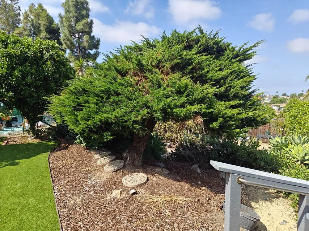 Expert outdoor landscaping for year-round maintenance in San Diego, CA by Luis Junk Removal and Landscape