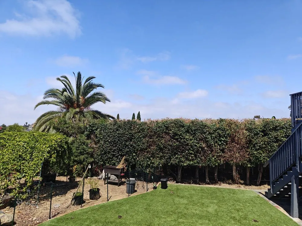 Professional lawn care service for year-round maintenance across San Diego, CA - Luis Junk Removal and Landscape