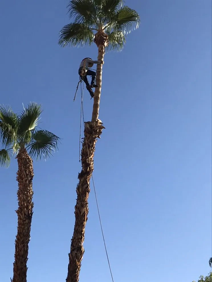 Custom residential landscaping experts serving La Quinta, CA - Luis Land Scape And Tree Care