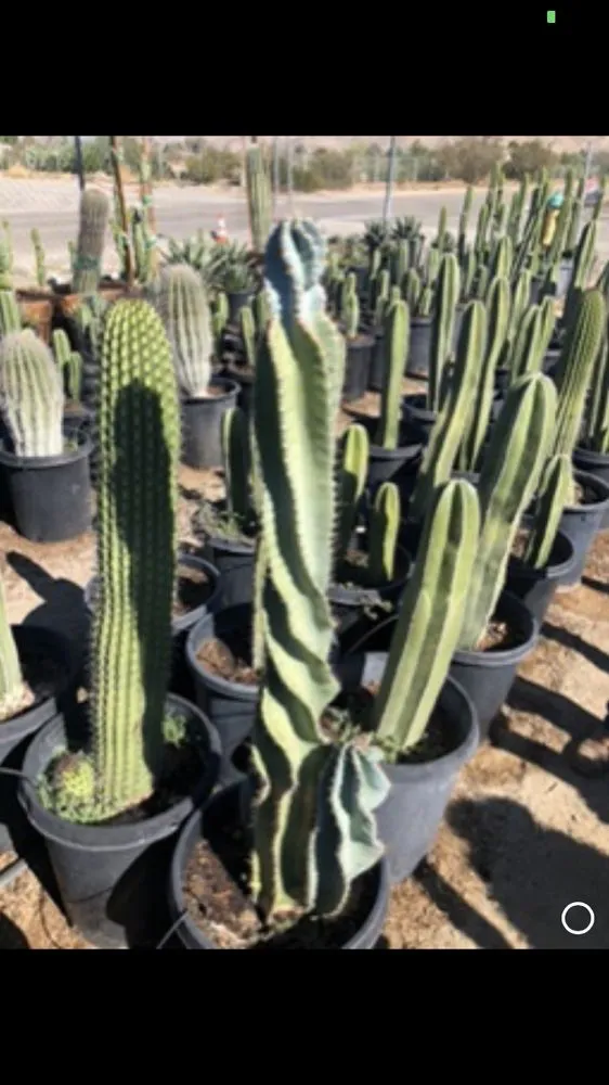 Local garden landscaping experts serving La Quinta, CA - Luis Land Scape And Tree Care