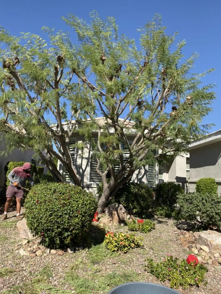 Professional residential landscaping in La Quinta, CA by Luis Land Scape And Tree Care