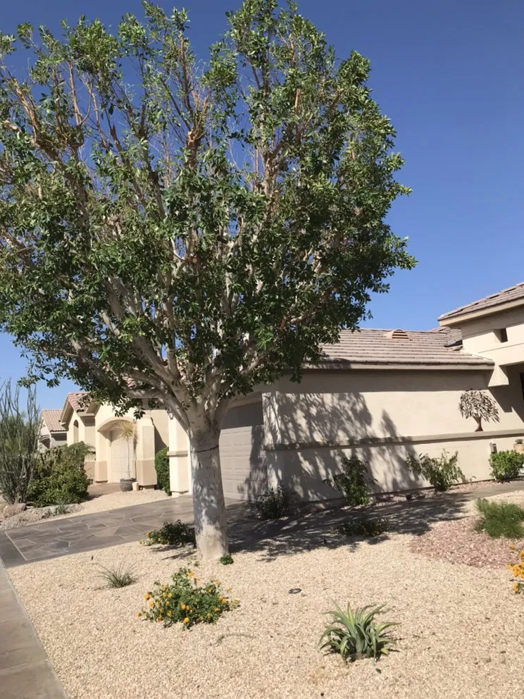 Expert landscaping services for beautiful yards across La Quinta, CA - Luis Land Scape And Tree Care