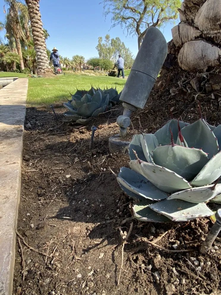 Reliable landscape design in La Quinta, CA - Luis Land Scape And Tree Care