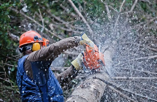 Expert garden landscaping in La Quinta, CA by Luis Land Scape And Tree Care