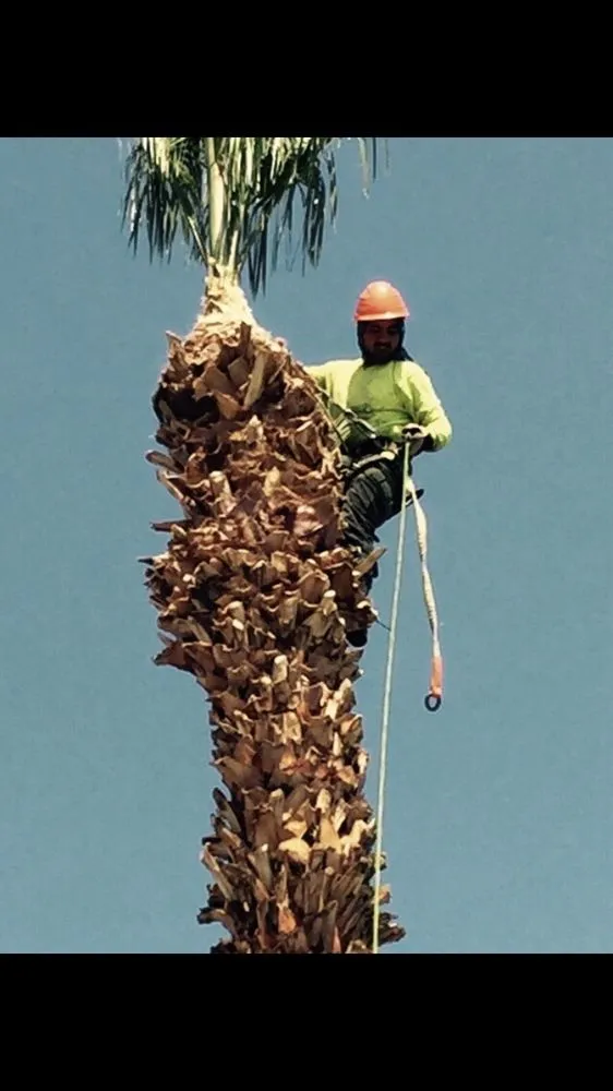 Top-rated landscape design experts serving La Quinta, CA - Luis Land Scape And Tree Care