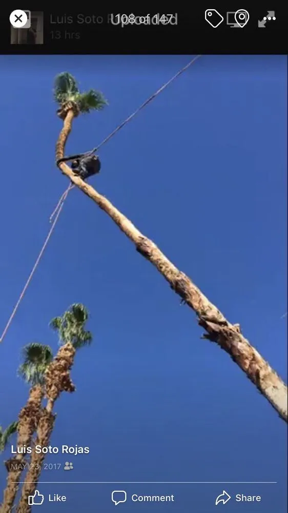 Top-rated residential landscaping for residential properties in La Quinta, CA by Luis Land Scape And Tree Care