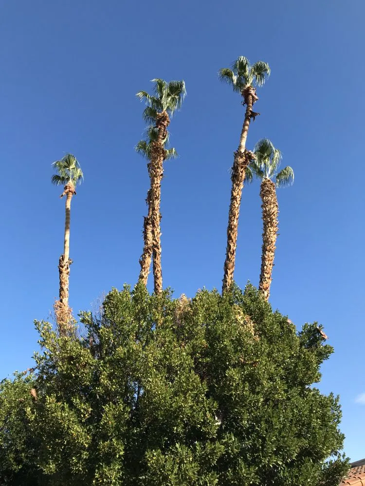 Reliable landscape installation experts serving La Quinta, CA - Luis Land Scape And Tree Care