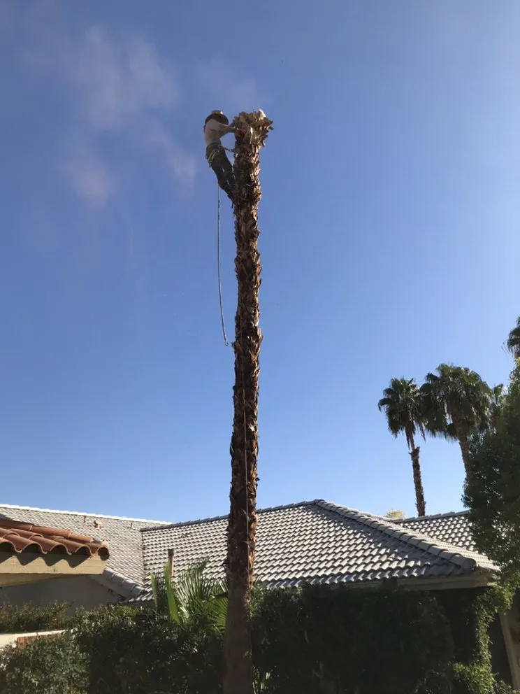 Reliable lawn care service near you across La Quinta, CA - Luis Land Scape And Tree Care