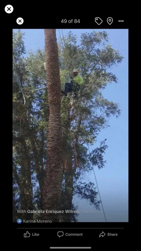 Custom lawn care service for beautiful yards across La Quinta, CA - Luis Land Scape And Tree Care