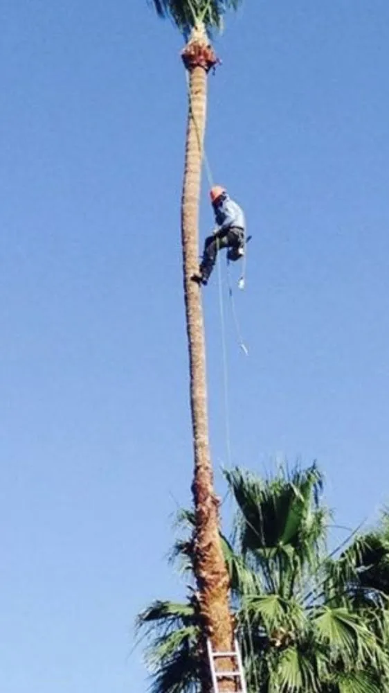 Top-rated outdoor landscaping near you in La Quinta, CA by Luis Land Scape And Tree Care