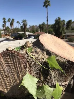 Luis Land Scape And Tree Care