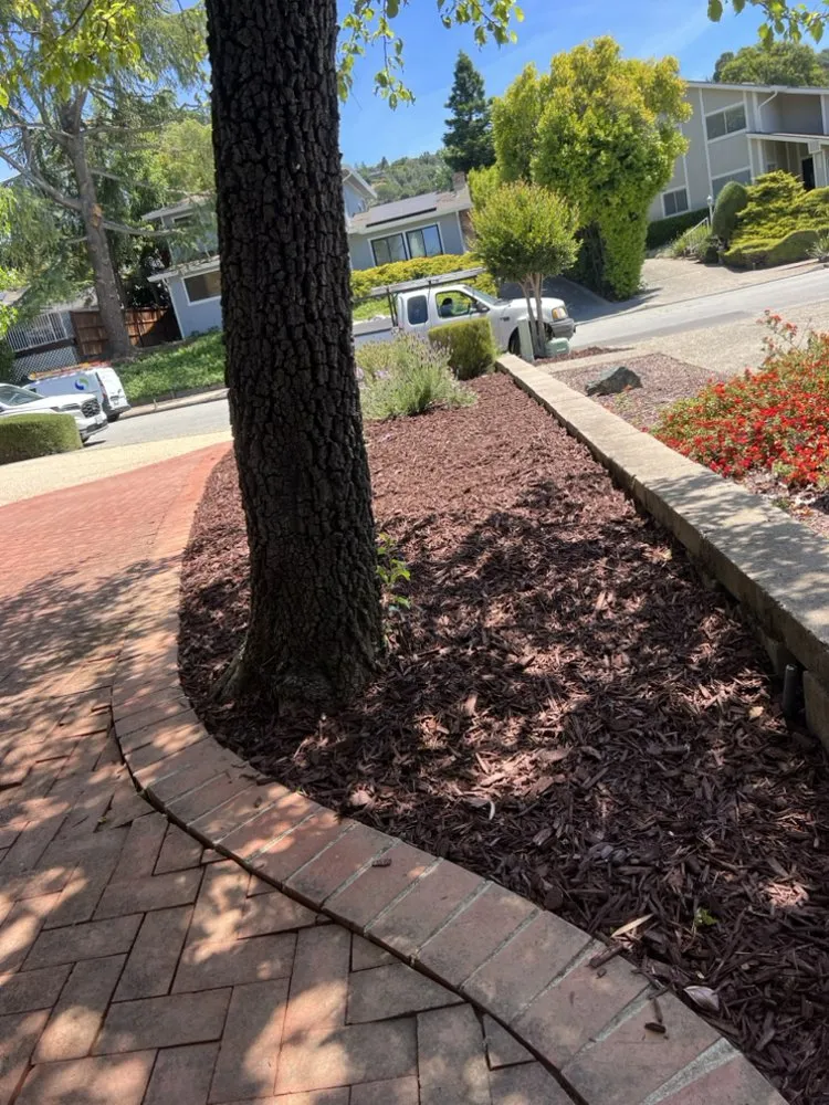 Local landscape installation in Newark, CA - Luis Landscape & Concrete