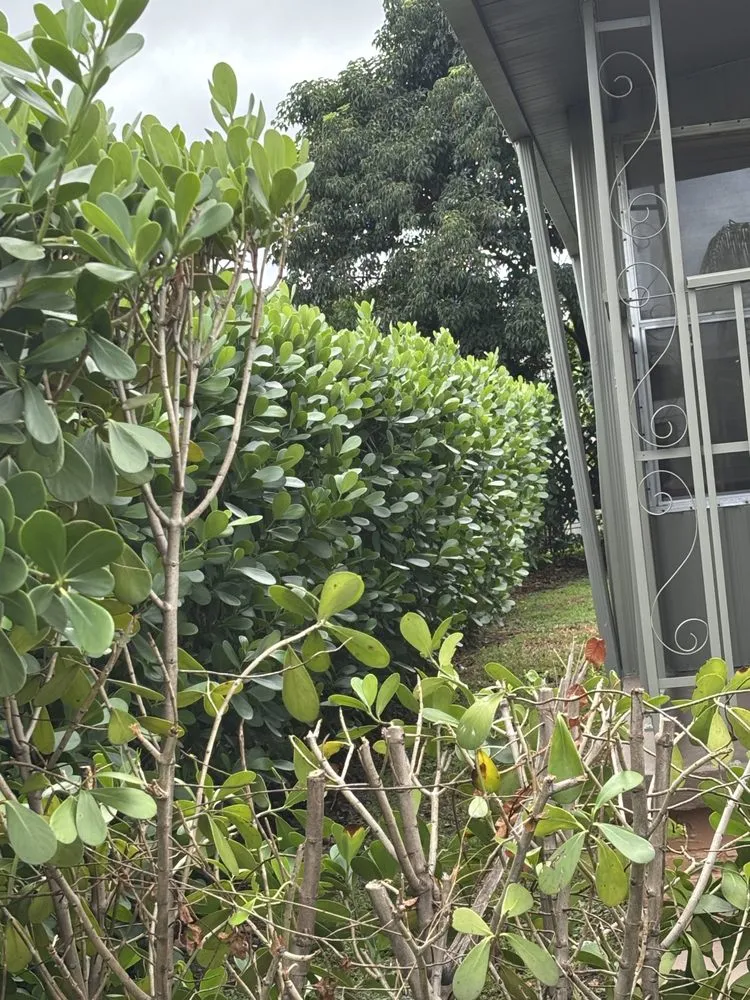 Reliable lawn care service in Opa-locka, FL - Luis Landscape Service