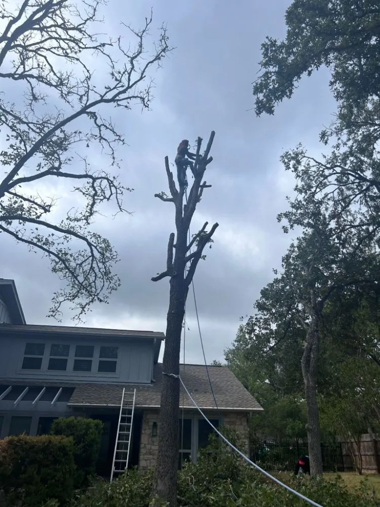 Custom yard cleanup service in Austin, TX by Luis Landscaping