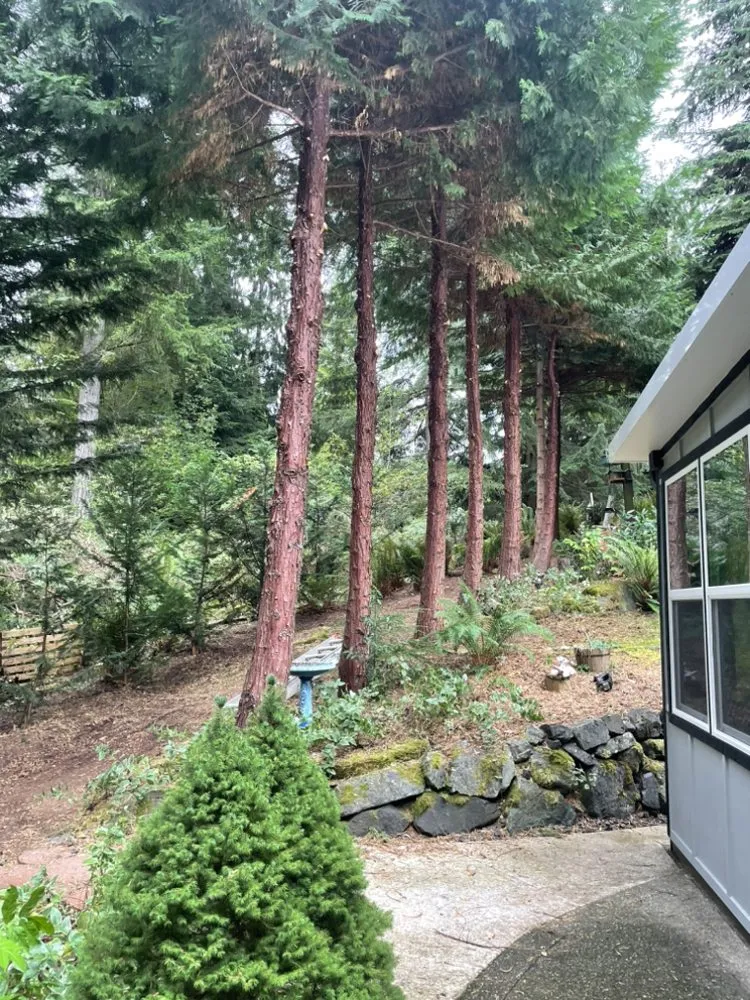 Professional yard maintenance for residential properties across Bremerton, WA - Luis Landscaping