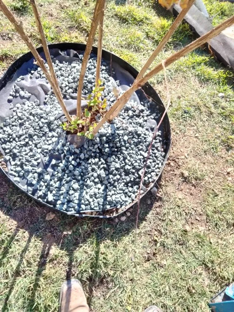 Top-rated lawn care service with custom design in Brushy Creek, TX by Luis Landscaping