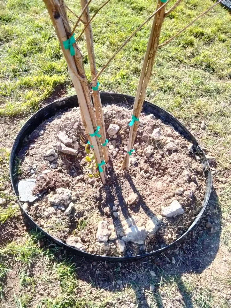 Custom outdoor landscaping in Brushy Creek, TX - Luis Landscaping