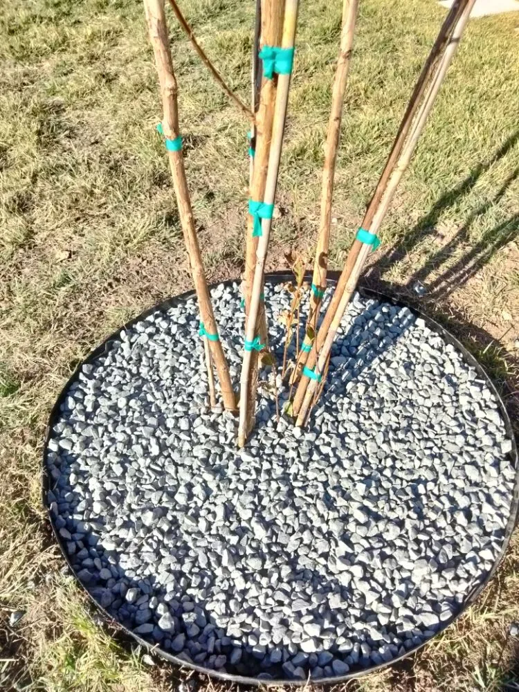 Trusted lawn care service for outdoor upgrades across Brushy Creek, TX - Luis Landscaping