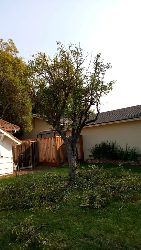 Top-rated lawn mowing service for outdoor upgrades across San Jose, CA - Luis Landscaping Maintenance