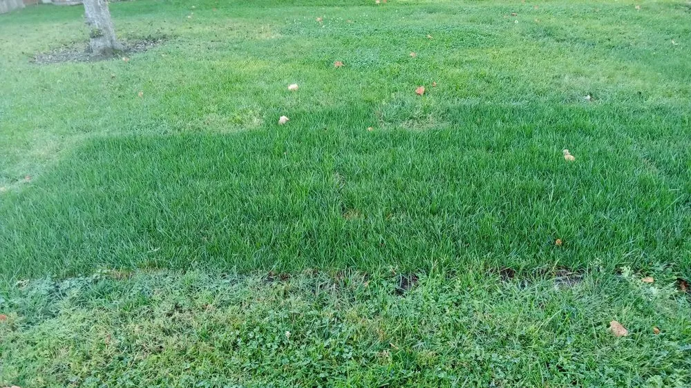 Top-rated residential landscaping experts serving San Jose, CA - Luis Landscaping Maintenance