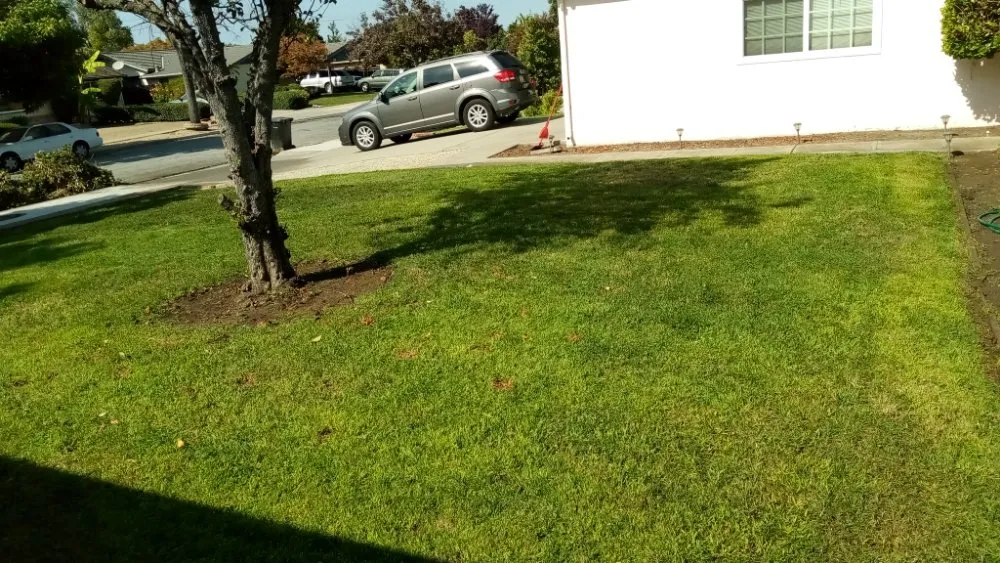 Trusted landscaping services for beautiful yards in San Jose, CA by Luis Landscaping Maintenance