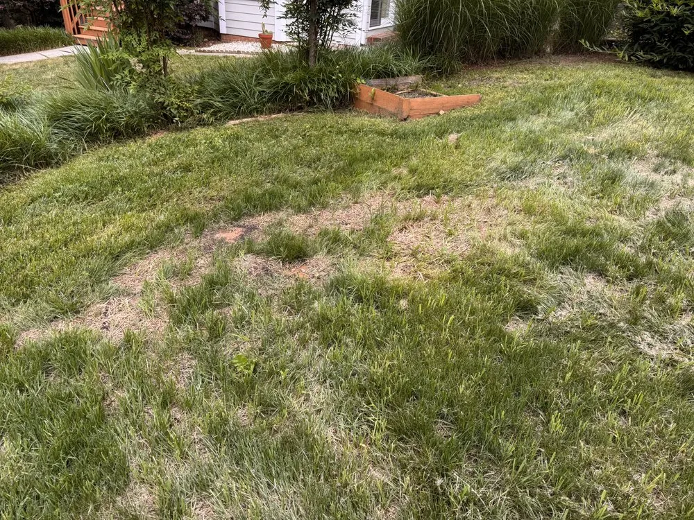 Expert residential landscaping for beautiful yards across Mint Hill, NC - Luis Landscaping