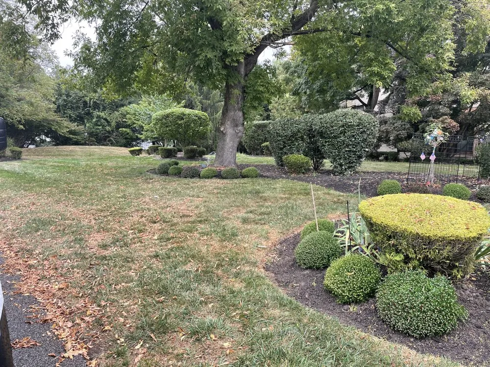 Reliable yard cleanup service for year-round maintenance across Philadelphia, PA - Luis Landscaping