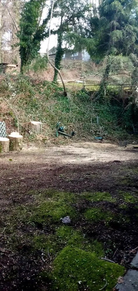 Expert yard cleanup service in Seattle, WA - Luis Landscaping