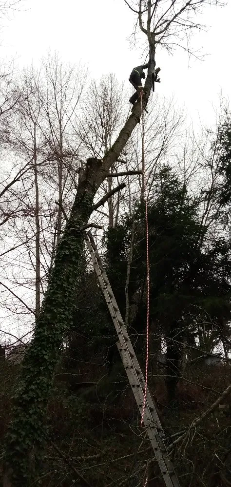 Trusted yard maintenance in Seattle, WA - Luis Landscaping