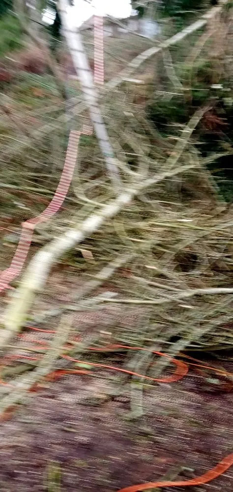 Professional landscape design in Seattle, WA by Luis Landscaping