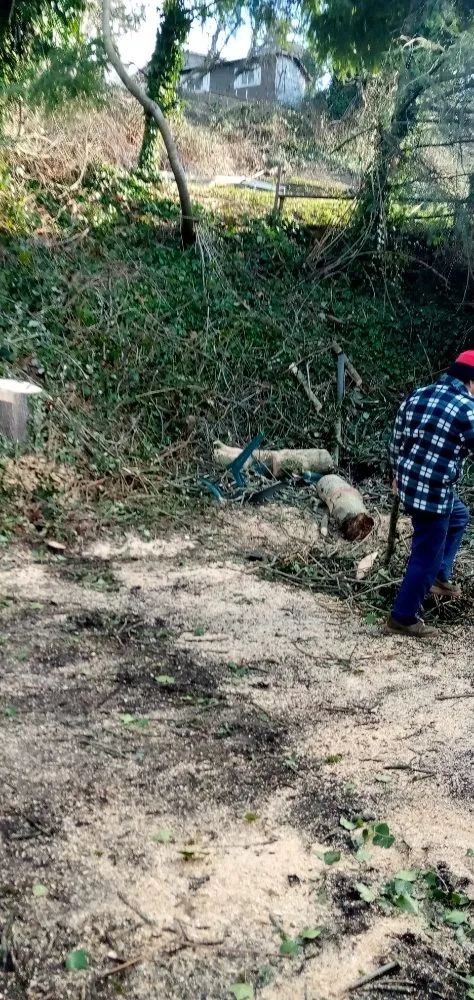 Local yard cleanup service in Seattle, WA by Luis Landscaping