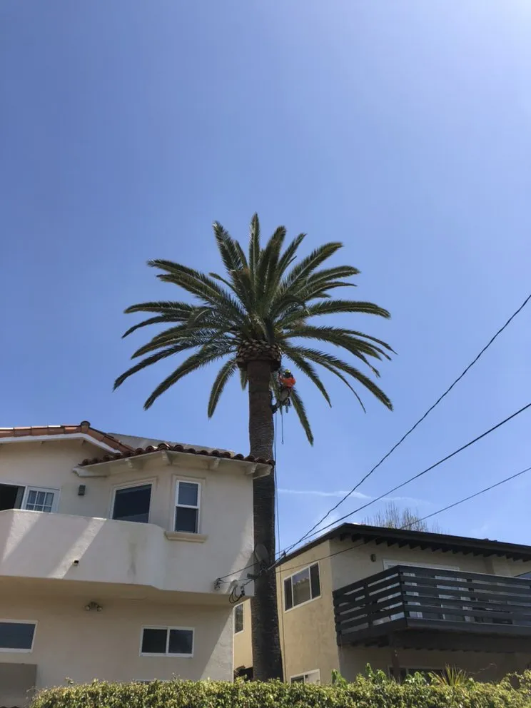 Custom landscape design for year-round maintenance across Encinitas, CA - Luis Landscaping Services