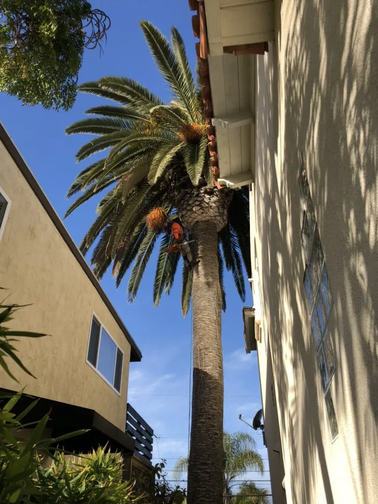 Reliable lawn mowing service experts serving Encinitas, CA - Luis Landscaping Services