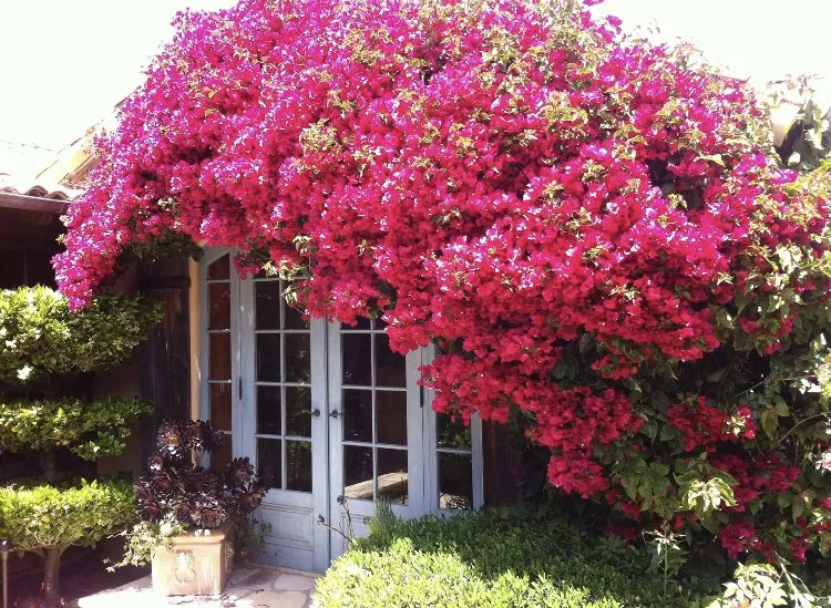 Professional lawn care service near you in Seaside, CA by Luis Landscaping Services