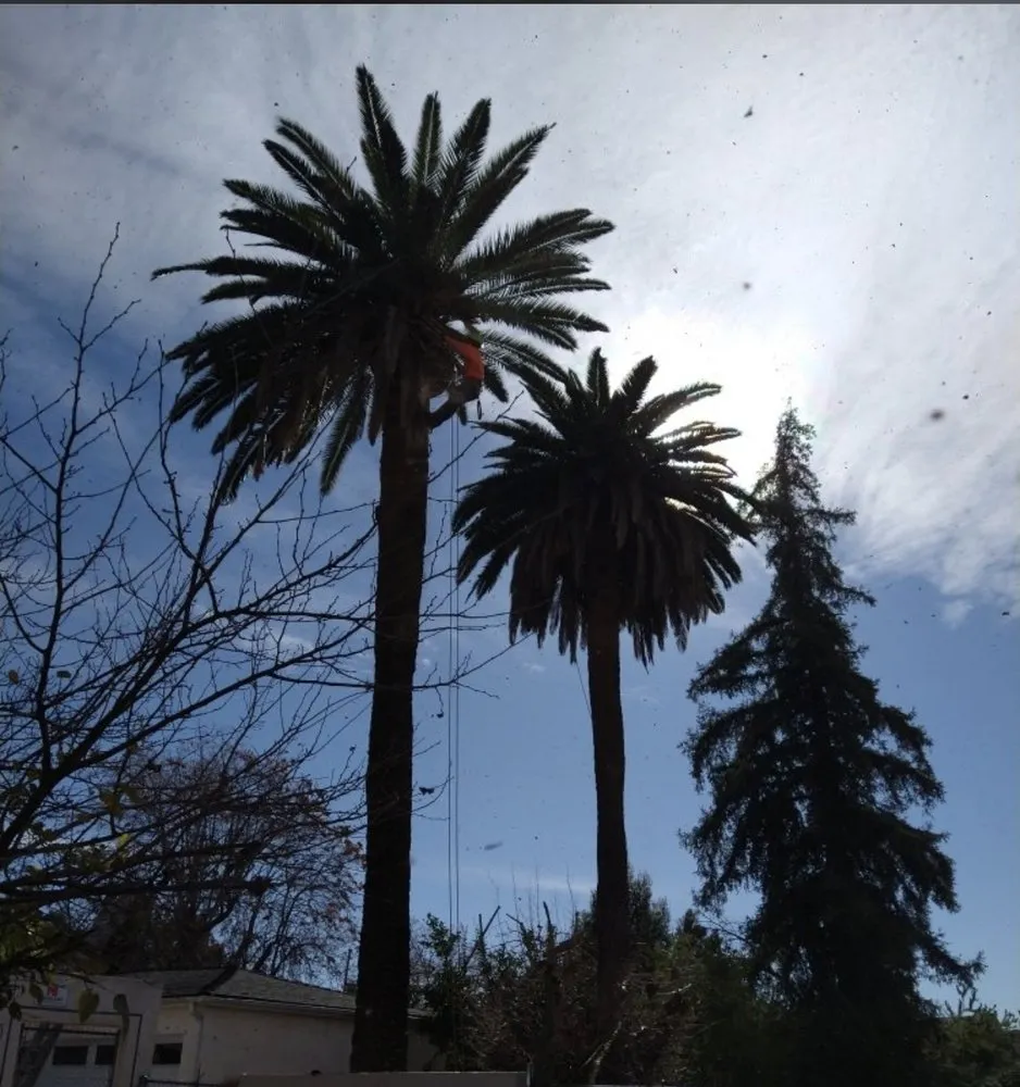 Top-rated outdoor landscaping with custom design in South Pasadena, CA by Luis landscaping