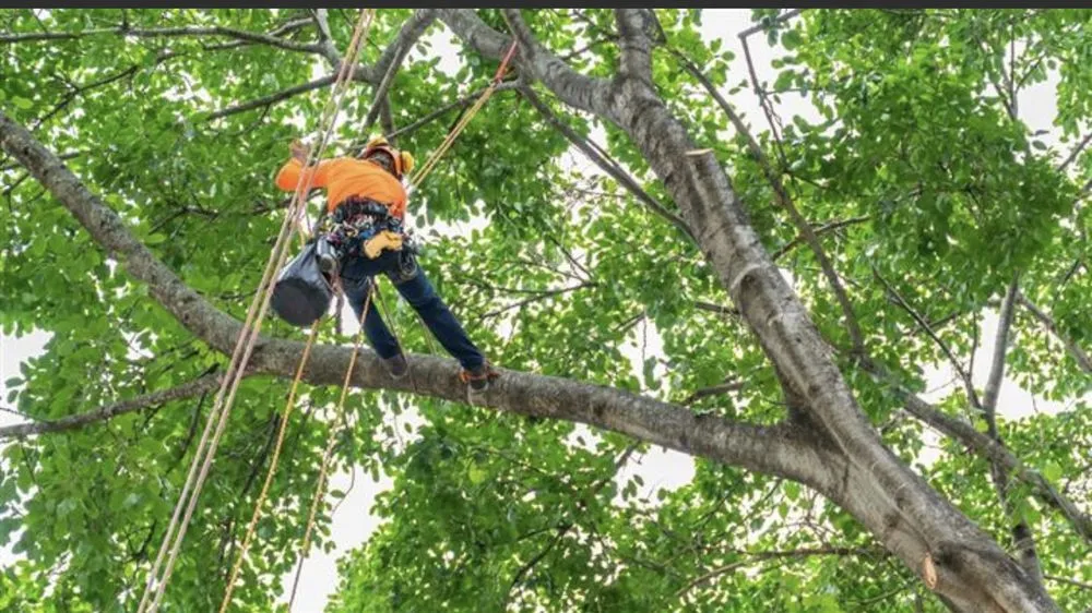 Local lawn care service in South Pasadena, CA - Luis landscaping