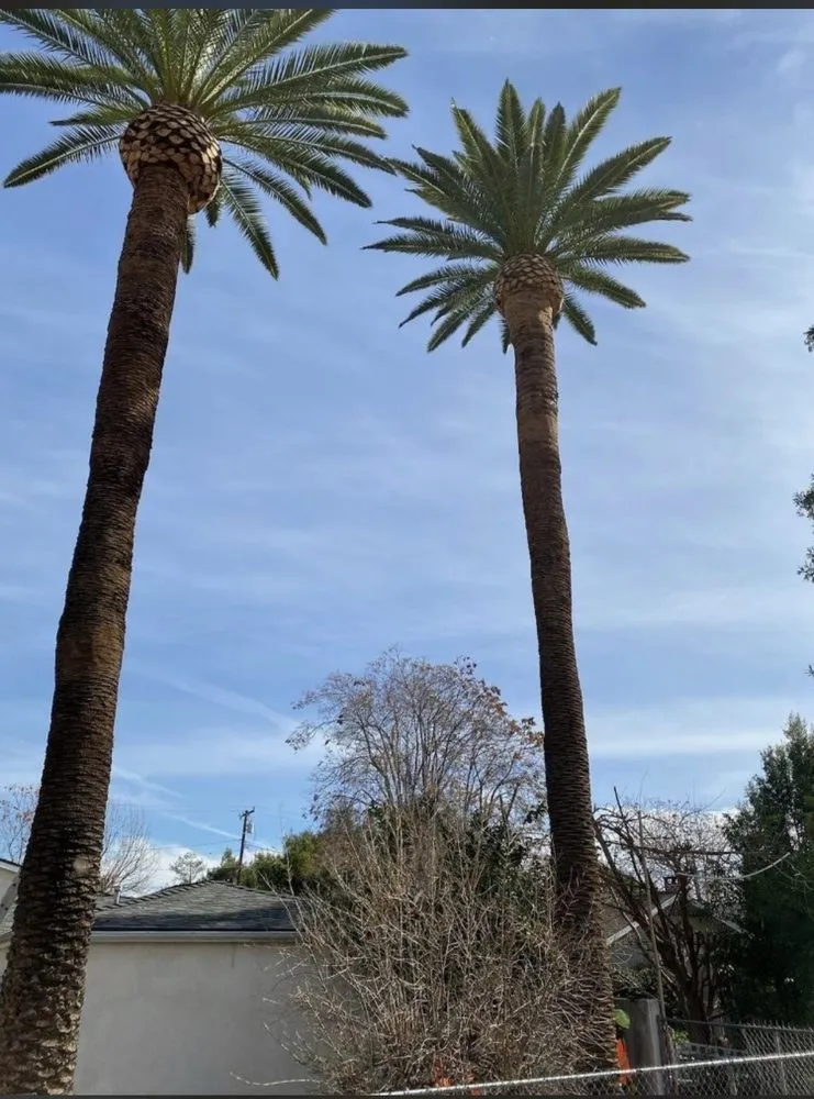 Affordable lawn mowing service experts serving South Pasadena, CA - Luis landscaping