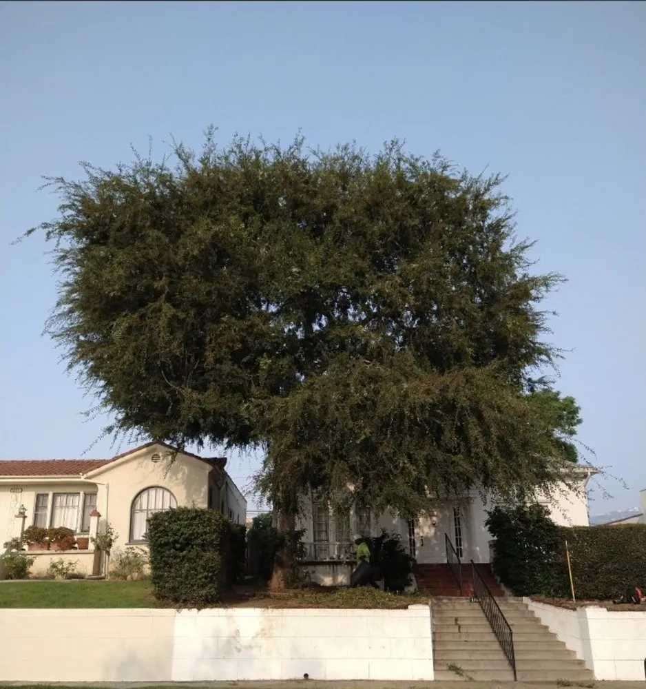 Custom lawn care service experts serving South Pasadena, CA - Luis landscaping