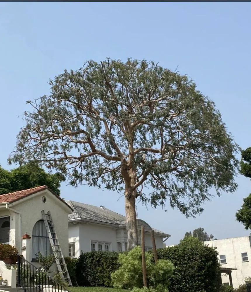 Local landscape design in South Pasadena, CA by Luis landscaping