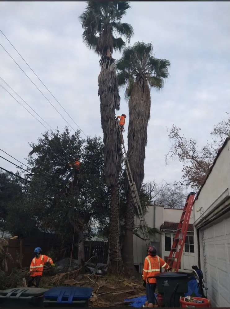 Professional outdoor landscaping for outdoor upgrades in South Pasadena, CA by Luis landscaping
