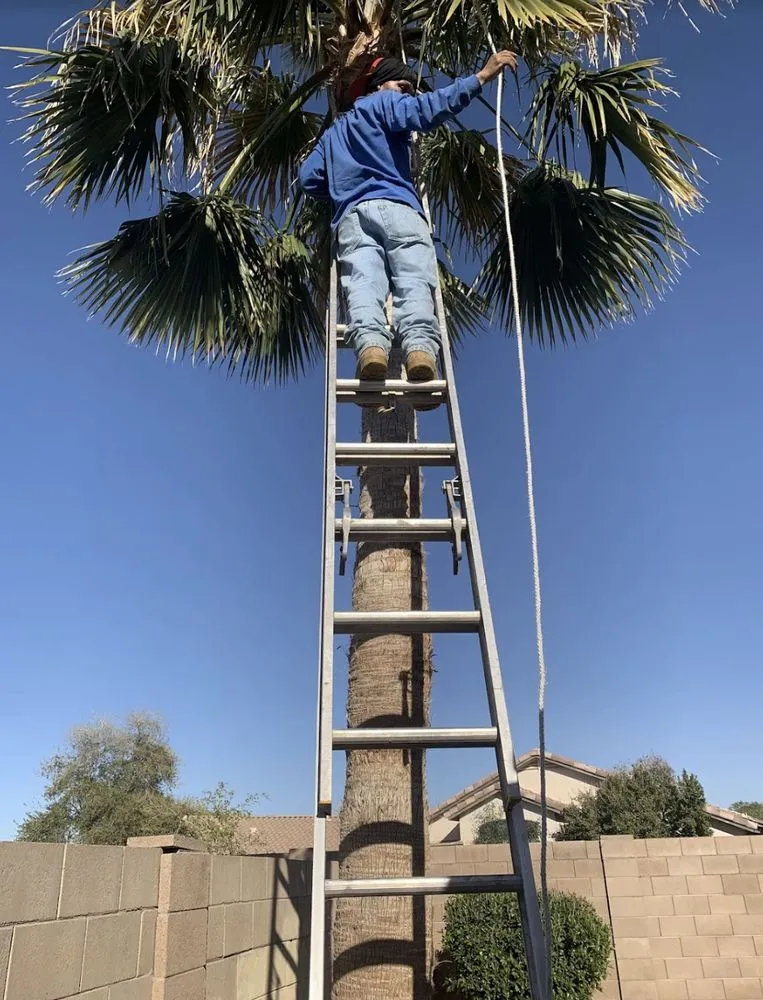 Affordable landscaping services for homes in Wittmann, AZ by Luis Landscaping