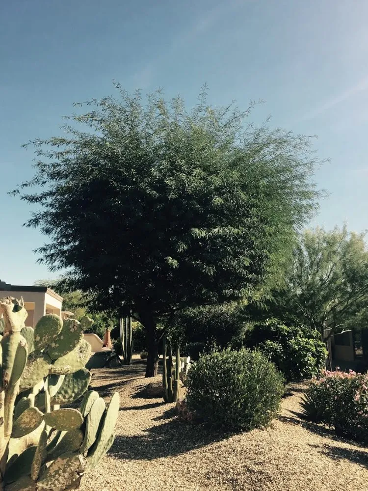 Top-rated lawn mowing service for beautiful yards in Wittmann, AZ by Luis Landscaping