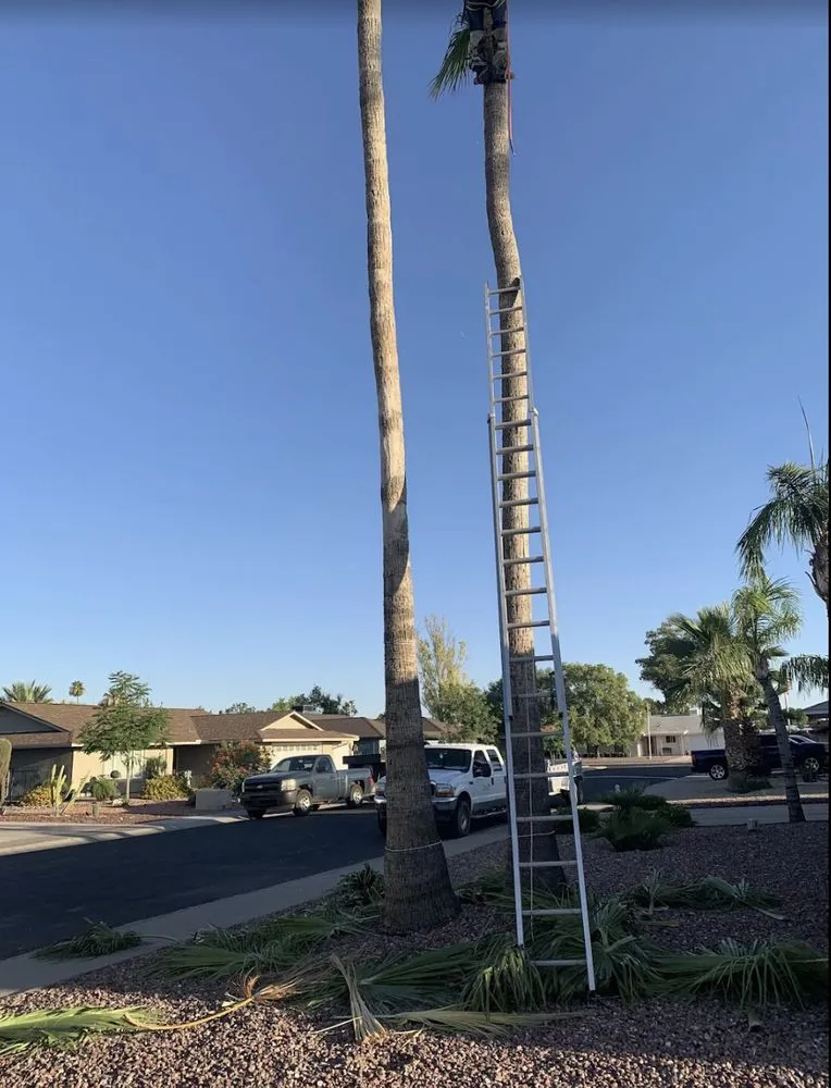 Expert landscape installation in Wittmann, AZ - Luis Landscaping