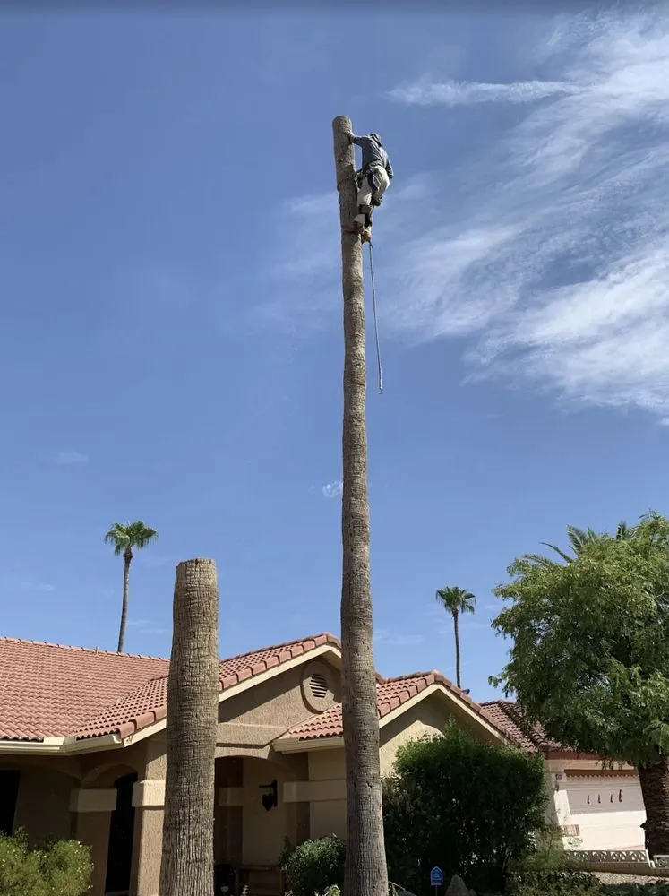 Affordable landscaping services for year-round maintenance in Wittmann, AZ by Luis Landscaping