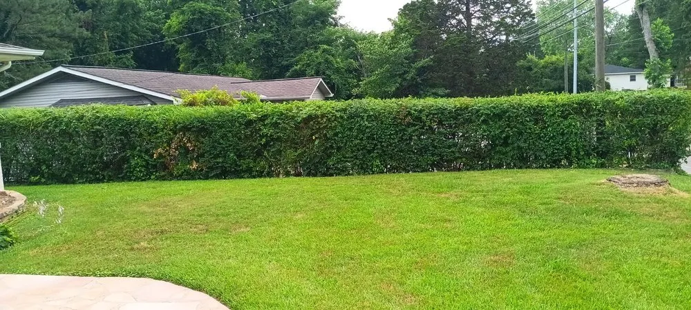 Professional landscape installation in Arab, AL - Luis Lawn Care