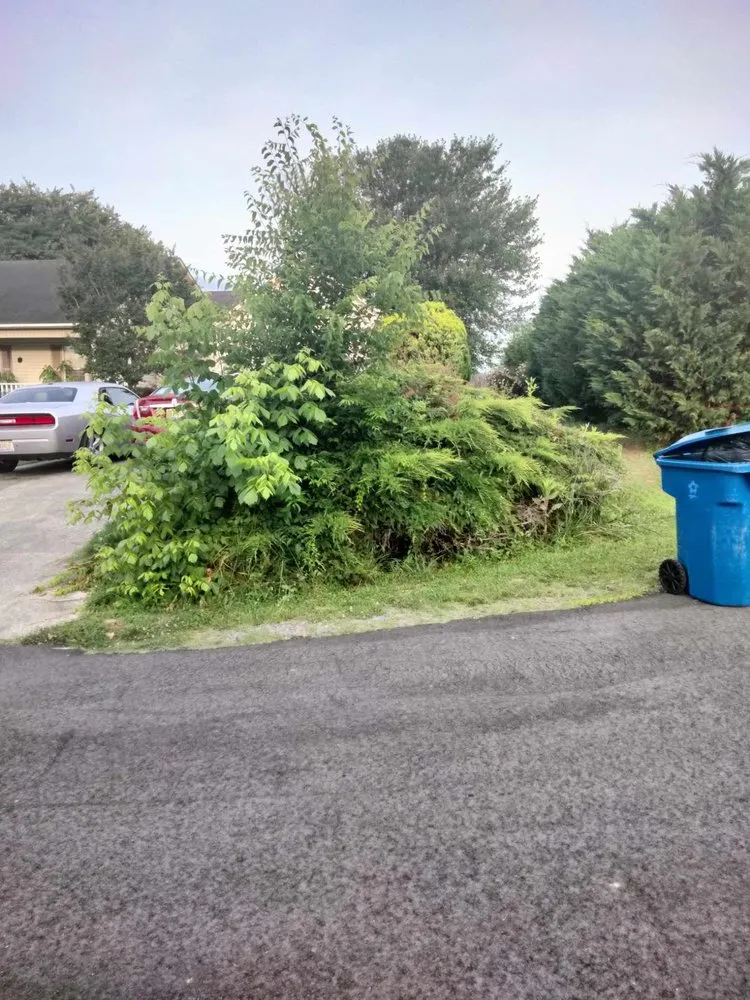 Professional residential landscaping in Arab, AL - Luis Lawn Care