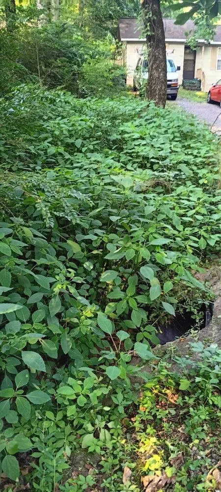 Trusted residential landscaping for outdoor upgrades in Arab, AL by Luis Lawn Care