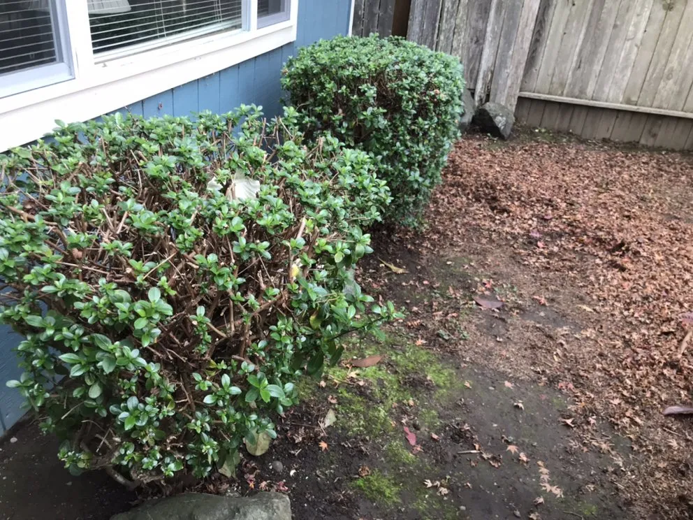 Top-rated outdoor landscaping experts serving Eureka, CA - Luis Lawn Care